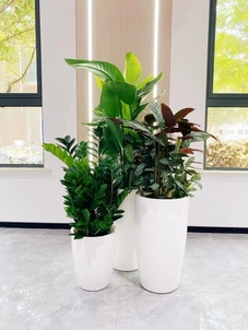 宁波慈溪绿植租摆价格全解析，快收藏起来！