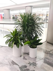 宁波鄞州花木租赁，价格超实惠，装点你的世界！